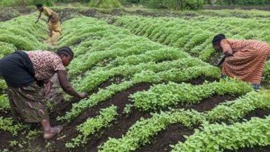 Renforcer le pouvoir économique de la femme victime des conflits armés à l’Est de la RDC par une culture des graines des chia est possible !!